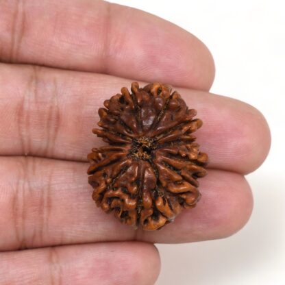 13-Mukhi-Rudraksha-Nepal-Premium-5-Hand