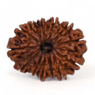 13-Mukhi-Rudraksha-Nepal-Premium-6