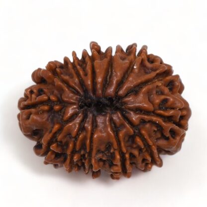 13-Mukhi-Rudraksha-Nepal-Premium-6-Back