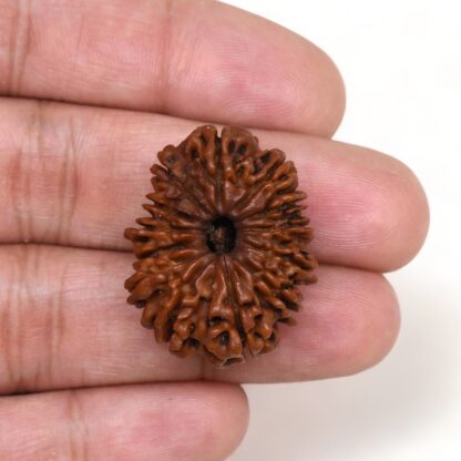 13-Mukhi-Rudraksha-Nepal-Premium-6-Hand