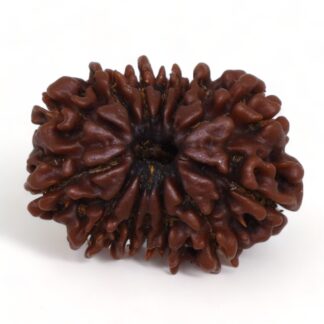 13-Mukhi-Rudraksha-Nepal-Premium-7