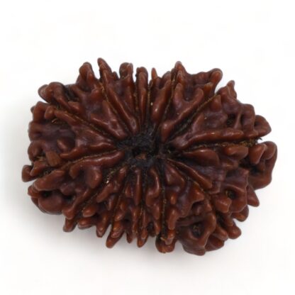 13-Mukhi-Rudraksha-Nepal-Premium-7-Back