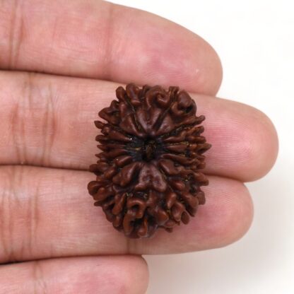 13-Mukhi-Rudraksha-Nepal-Premium-7-Hand