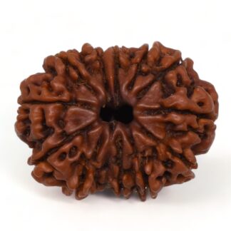 13-Mukhi-Rudraksha-Nepal-Premium-8