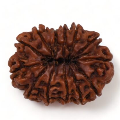 13-Mukhi-Rudraksha-Nepal-Premium-8-Back