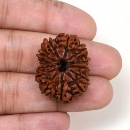 13-Mukhi-Rudraksha-Nepal-Premium-8-Hand