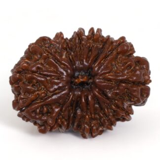 15-Mukhi-Rudraksha-Nepal-Collector-3