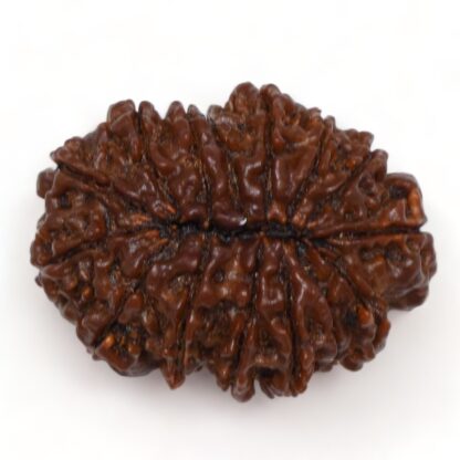 15-Mukhi-Rudraksha-Nepal-Collector-3-Back