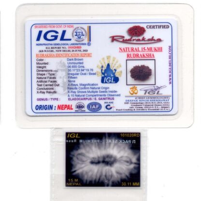 15-Mukhi-Rudraksha-Nepal-Collector-3-Certificate