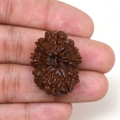 15-Mukhi-Rudraksha-Nepal-Collector-3-Hand