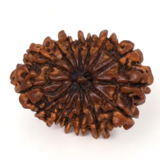 15-Mukhi-Rudraksha-Nepal-Collector-4