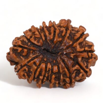 15-Mukhi-Rudraksha-Nepal-Collector-4-Back