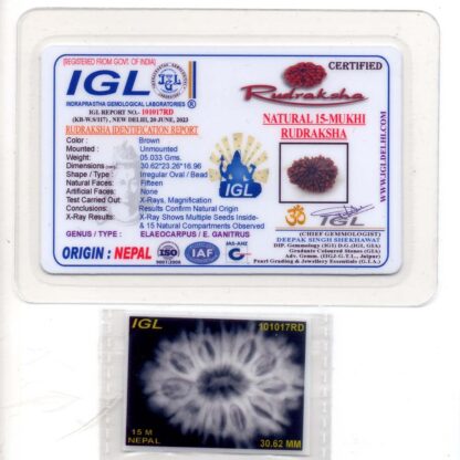 15-Mukhi-Rudraksha-Nepal-Collector-4-Certificate