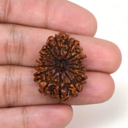 15-Mukhi-Rudraksha-Nepal-Collector-4-Hand