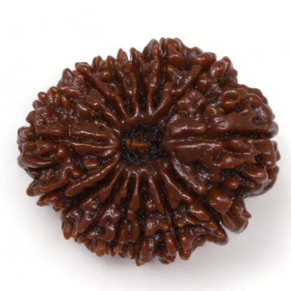 15-Mukhi-Rudraksha-Nepal-Collector-5