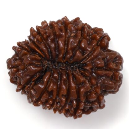 15-Mukhi-Rudraksha-Nepal-Collector-5-Back