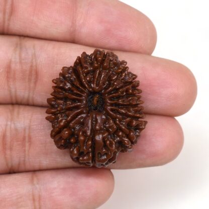 15-Mukhi-Rudraksha-Nepal-Collector-5-Hand