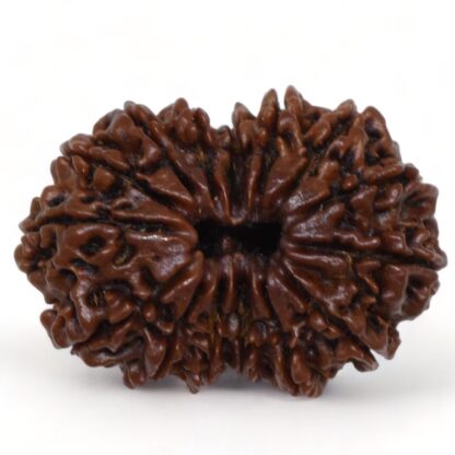 15-Mukhi-Rudraksha-Nepal-Collector-6