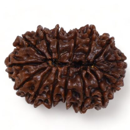 15-Mukhi-Rudraksha-Nepal-Collector-6-Back
