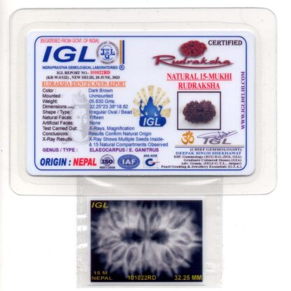 15-Mukhi-Rudraksha-Nepal-Collector-6-Certificate