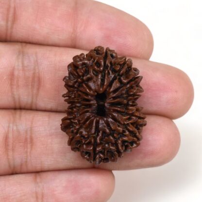 15-Mukhi-Rudraksha-Nepal-Collector-6-Hand