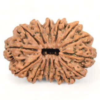 15-Mukhi-Rudraksha-Nepal-Collector-7