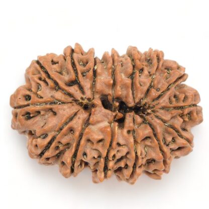 15-Mukhi-Rudraksha-Nepal-Collector-7-Back