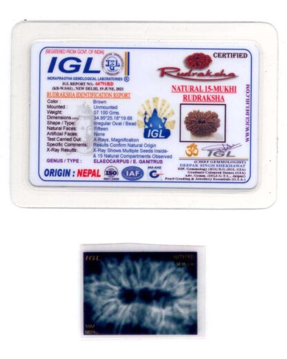 15-Mukhi-Rudraksha-Nepal-Collector-7-Certificate