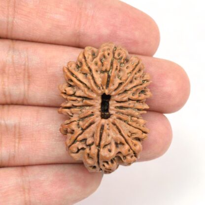 15-Mukhi-Rudraksha-Nepal-Collector-7-Hand
