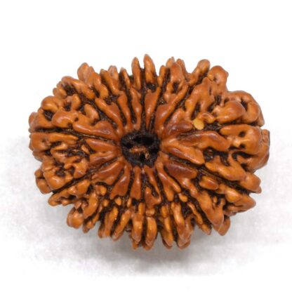 15-Mukhi-Rudraksha-Nepal-Premium-1