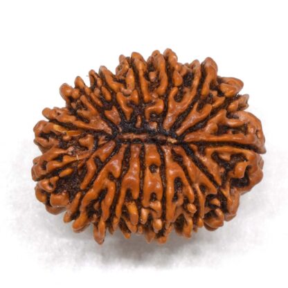 15-Mukhi-Rudraksha-Nepal-Premium-1-Back