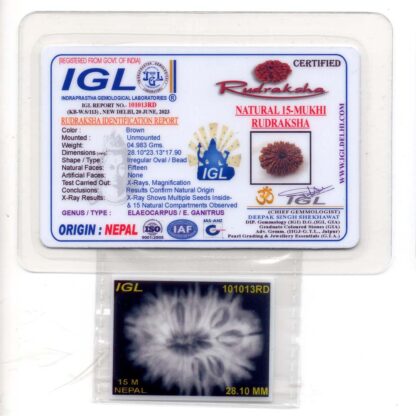 15-Mukhi-Rudraksha-Nepal-Premium-1-Certificate