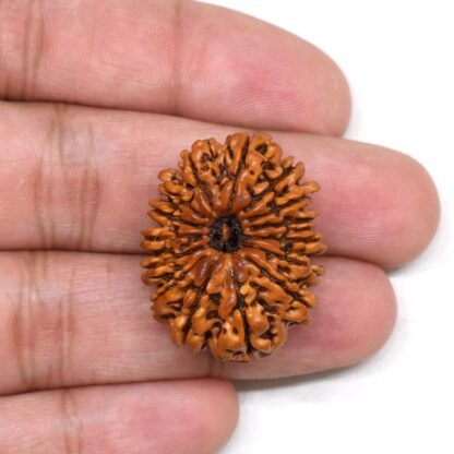 15-Mukhi-Rudraksha-Nepal-Premium-1-Hand