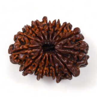 15-Mukhi-Rudraksha-Nepal-Premium-2