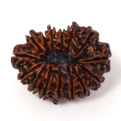 15-Mukhi-Rudraksha-Nepal-Premium-2-Back