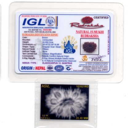 15-Mukhi-Rudraksha-Nepal-Premium-2-Certificate