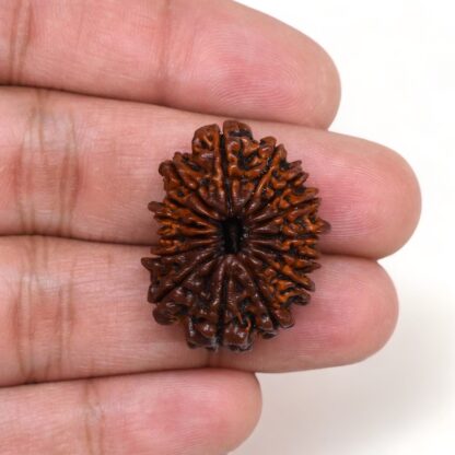 15-Mukhi-Rudraksha-Nepal-Premium-2-Hand