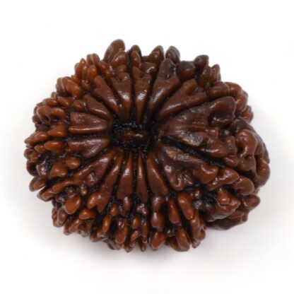 15-Mukhi-Rudraksha-Nepal-Premium-3