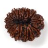 15-Mukhi-Rudraksha-Nepal-Premium-3-Back