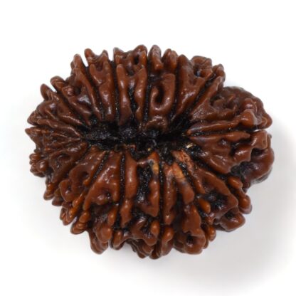 15-Mukhi-Rudraksha-Nepal-Premium-3-Back