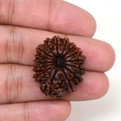 15-Mukhi-Rudraksha-Nepal-Premium-3-Hand