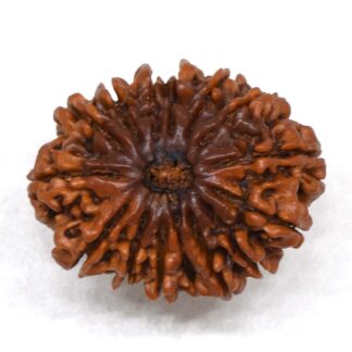 15-Mukhi-Rudraksha-Nepal-Premium-4