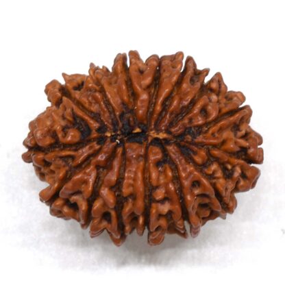 15-Mukhi-Rudraksha-Nepal-Premium-4-Back