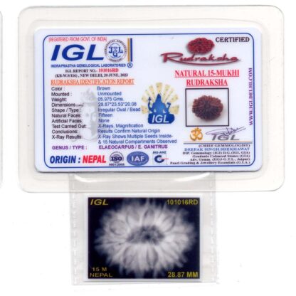 15-Mukhi-Rudraksha-Nepal-Premium-4-Certificate