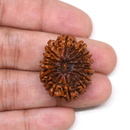 15-Mukhi-Rudraksha-Nepal-Premium-4-Hand