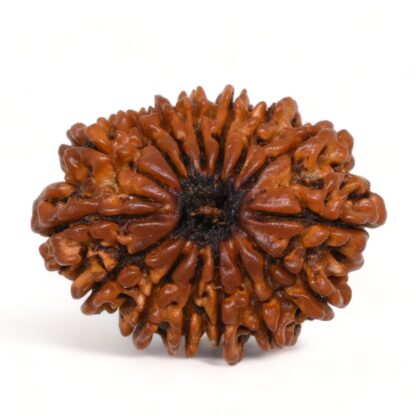 15-Mukhi-Rudraksha-Nepal-Premium-5