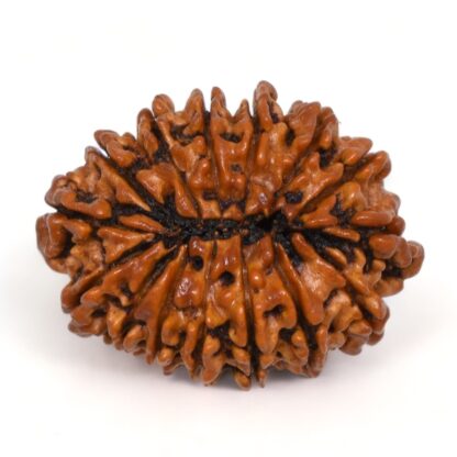 15-Mukhi-Rudraksha-Nepal-Premium-5-Back