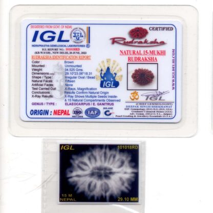 15-Mukhi-Rudraksha-Nepal-Premium-5-Certificate