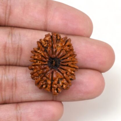 15-Mukhi-Rudraksha-Nepal-Premium-5-Hand