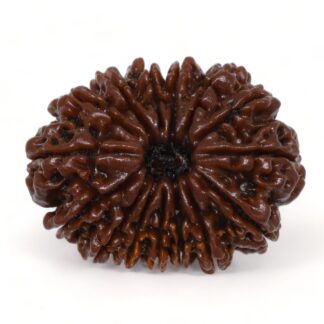 15-Mukhi-Rudraksha-Nepal-Premium-6